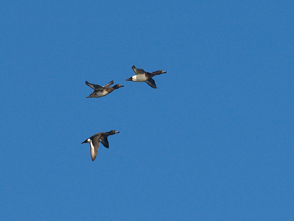 Tukkasotka, Tufted Duck, Aythya fuligula